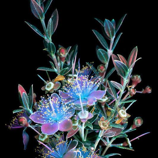 Fluorescence in Nature