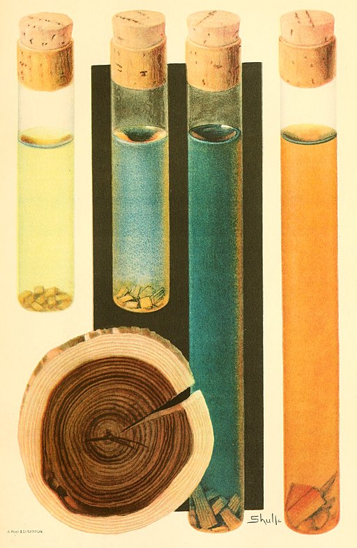 lignum-nephricitum-safford.jpg