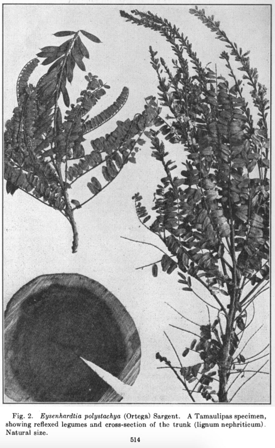 palo-azul-eysenhardtia-polystachya-ortega.jpg