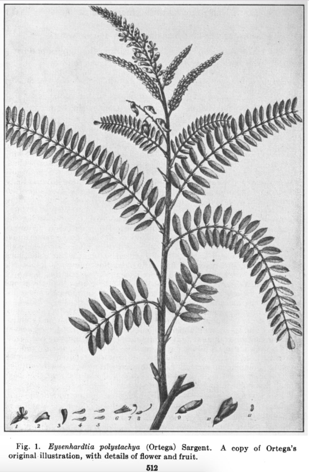 palo-azul-eysenhardtia-polystachya.jpg