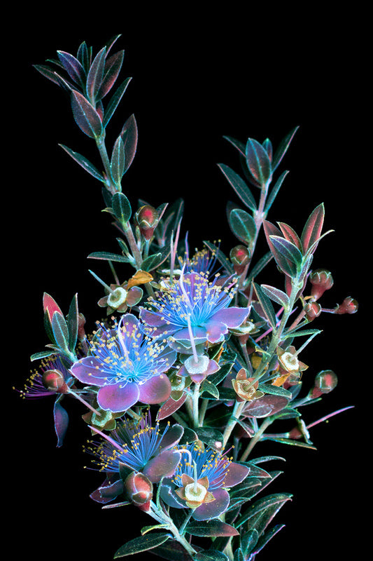 Fluorescence in Nature
