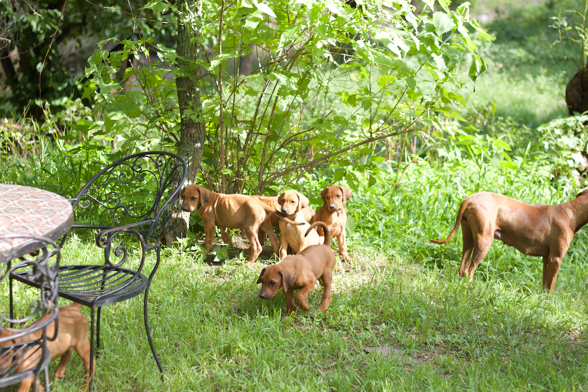 3_puppies_palo.png