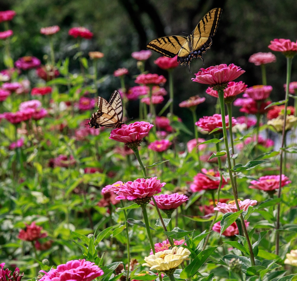 5_butterflies_flowers.jpg