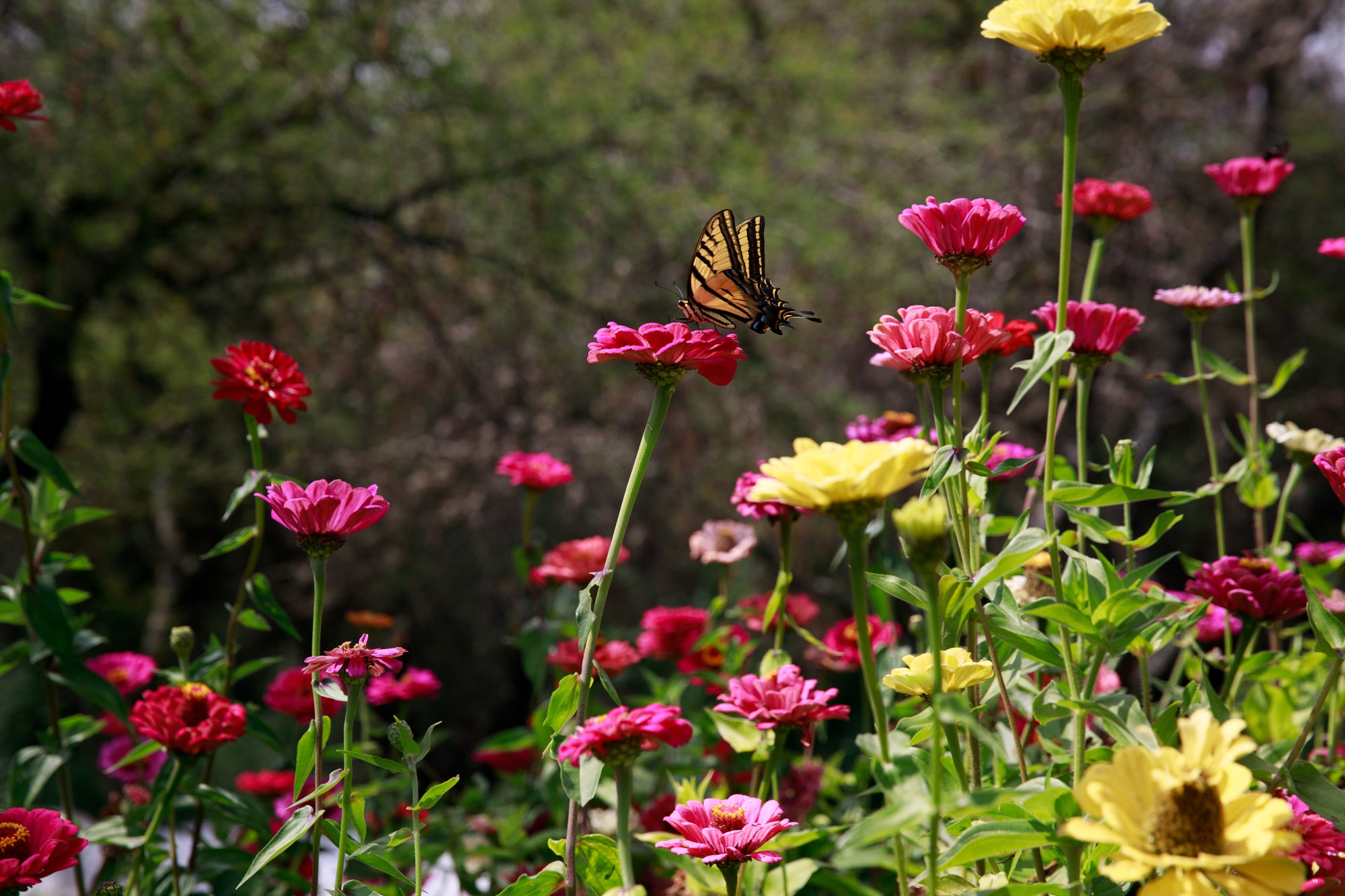 5_butterfly_flowers.jpg