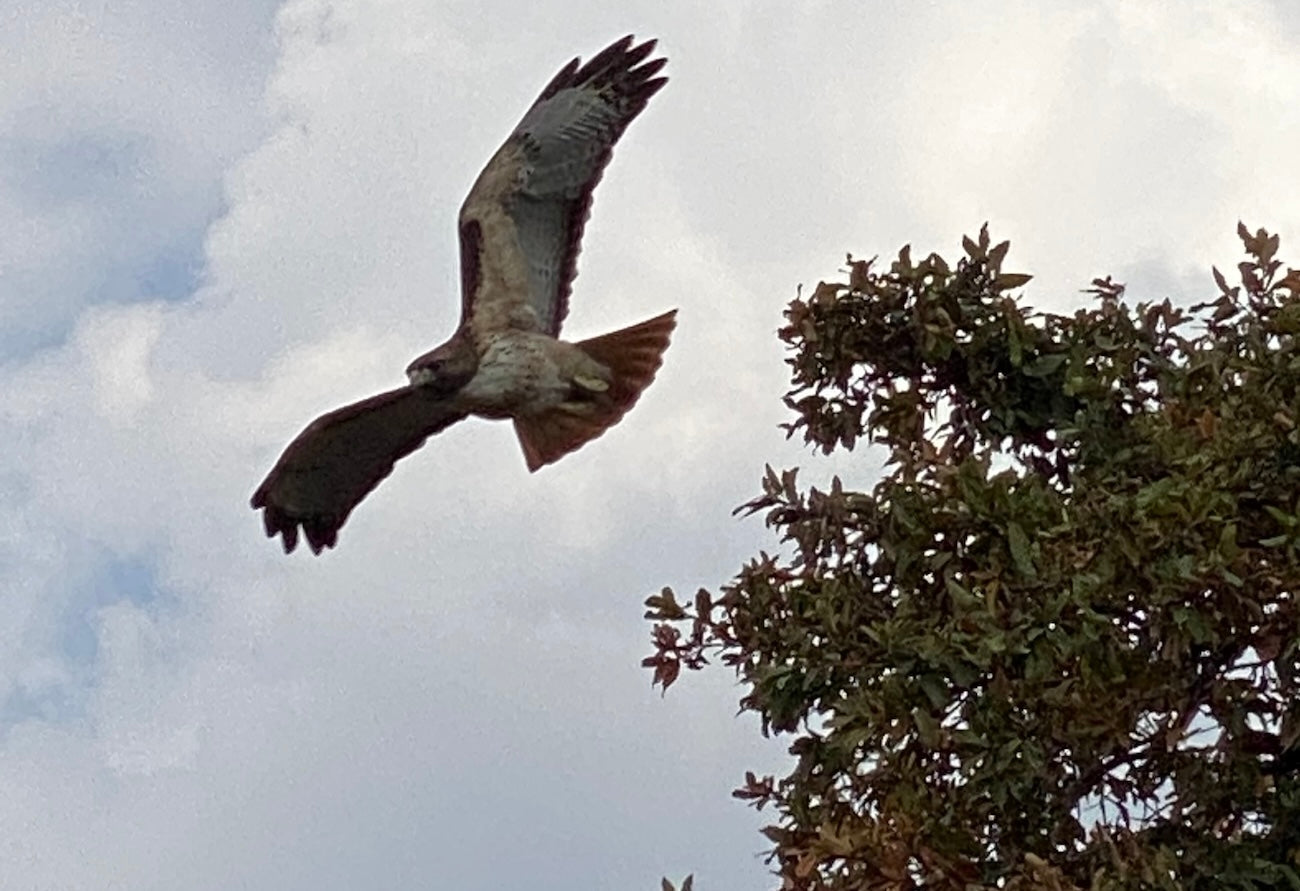 5_hawk.jpg