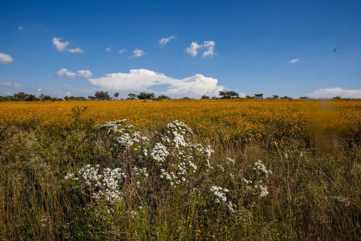 5_yellow_flowers.jpg